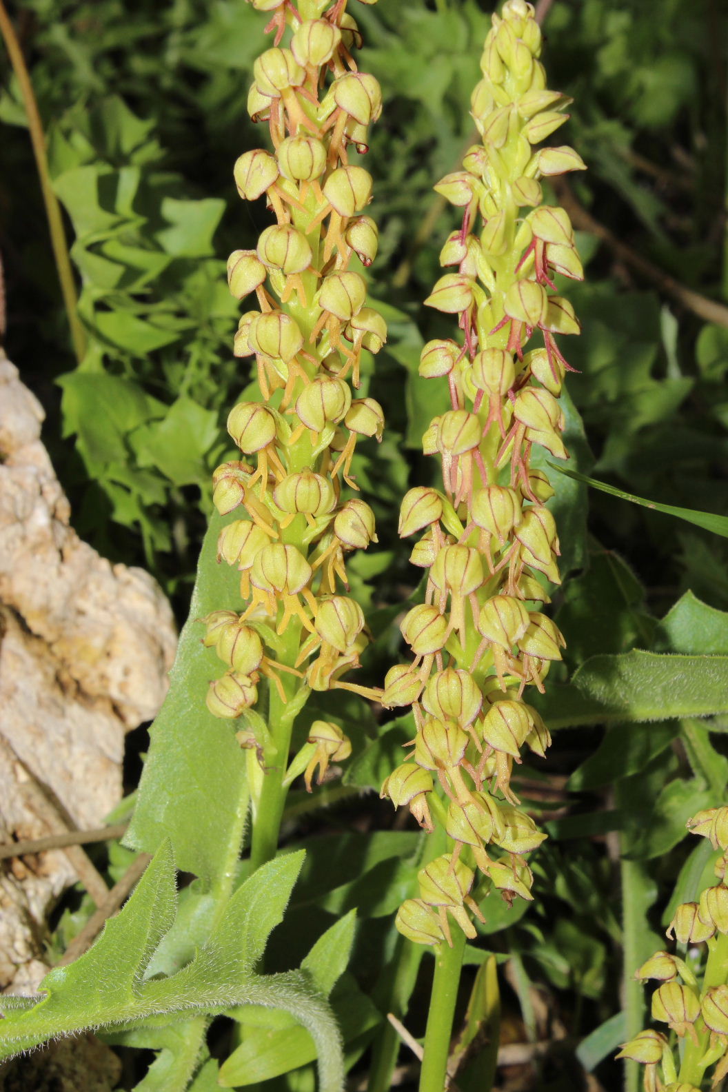 Orchidee dal promontorio del Gargano